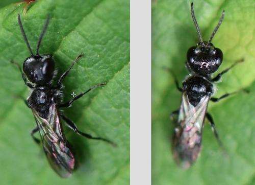 Pemphredon sp.